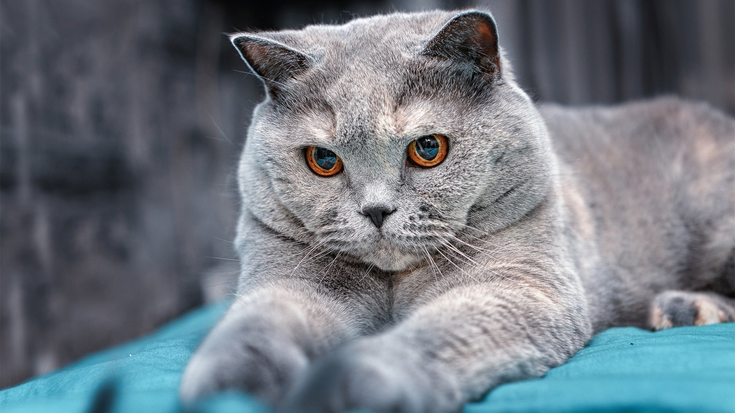 西甲青训心理韧性培养对球员稳定表现的影响,西甲青训心理韧性培养对球员稳定表现的影响有哪些