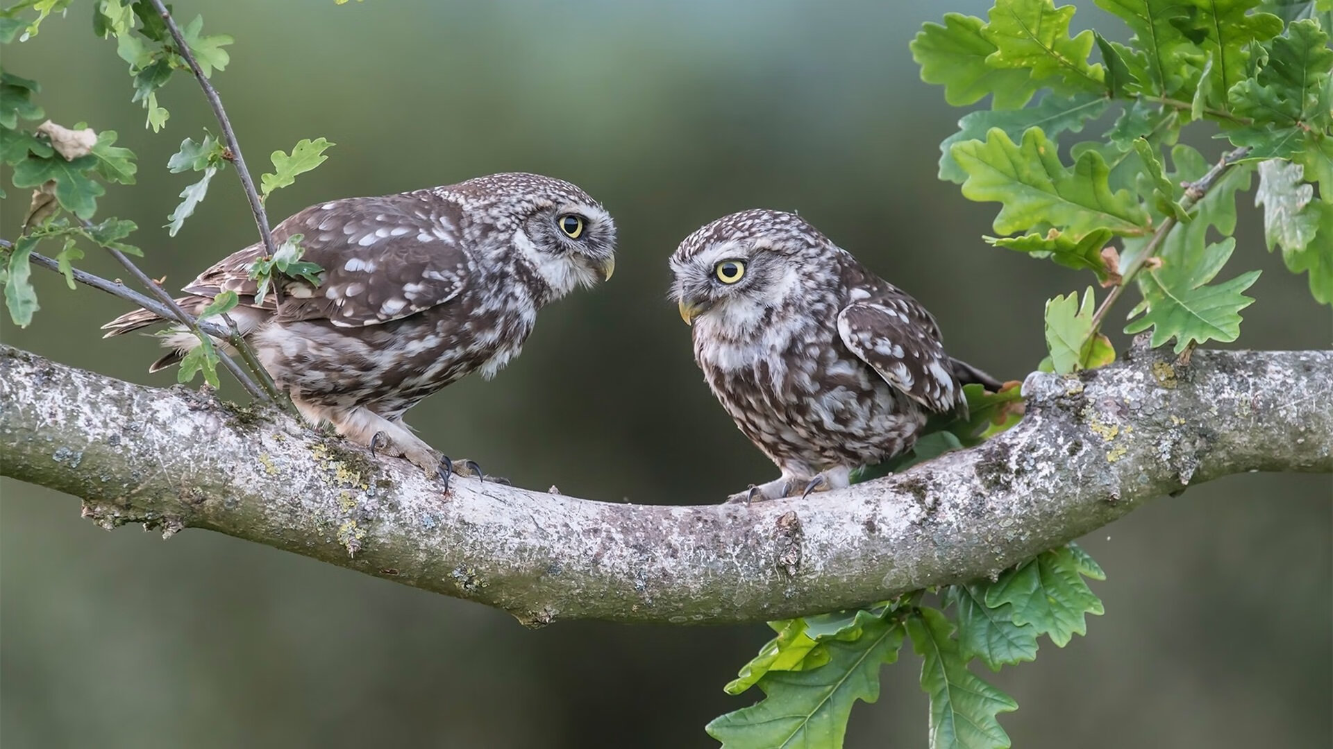 塞维利亚前后场联动顺畅推进有效进攻，塞维利亚前锋