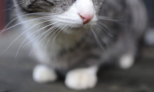 防守球员传球方向偏好是否影响整队推进路径，传球碰到防守球员越位吗