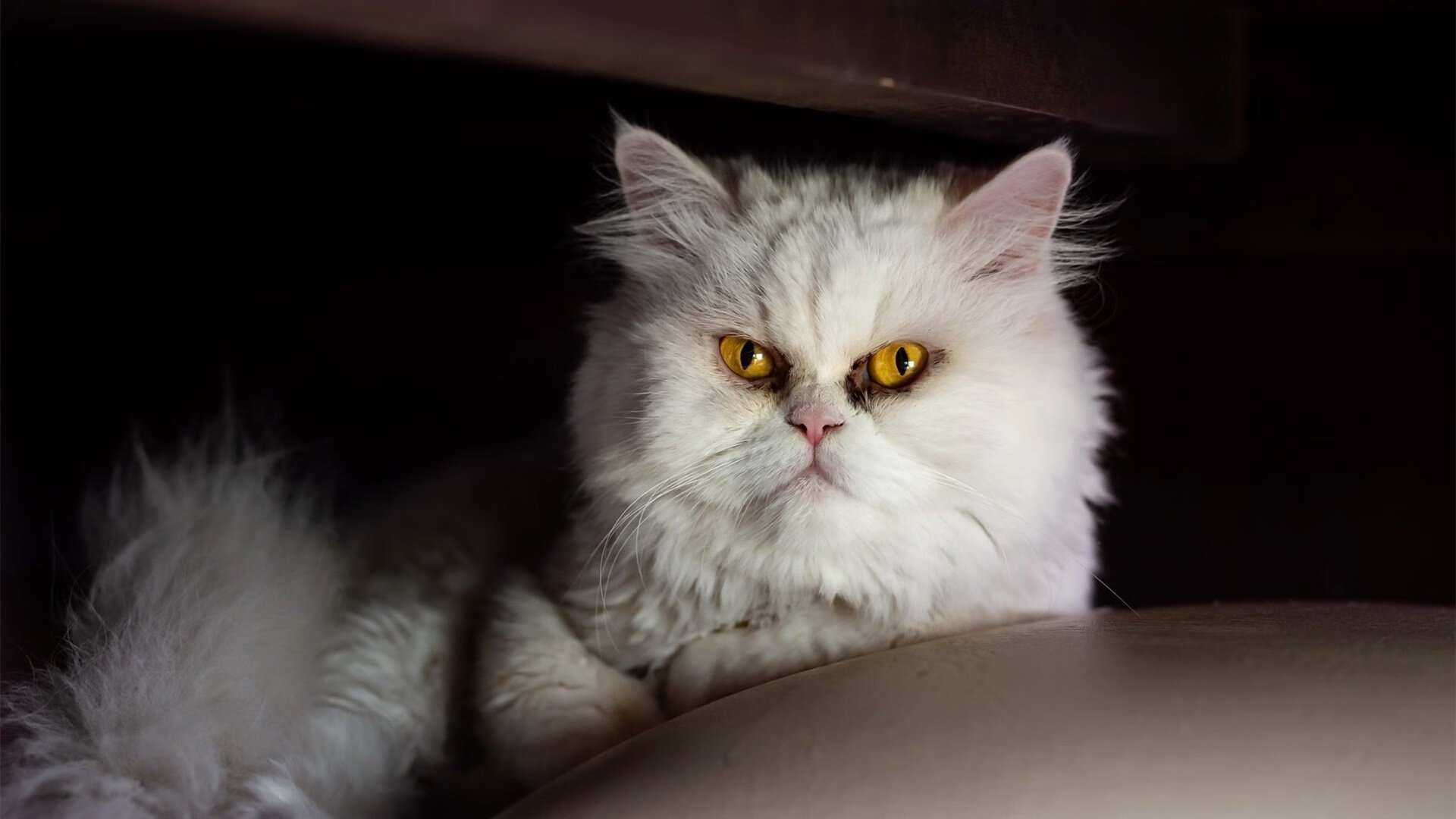 体育新闻中心公布各省运动员跨省转会审批指南,运动员转会是什么意思