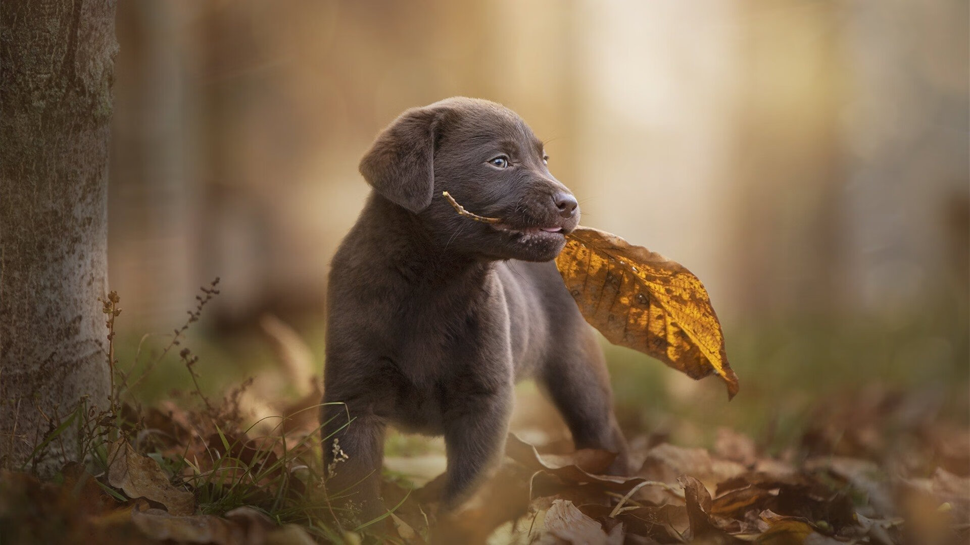 开云官网首页-南非羚羊队的突破技巧：每一次突破都像打破防线的利刃，南非大羚羊主要分布哪里