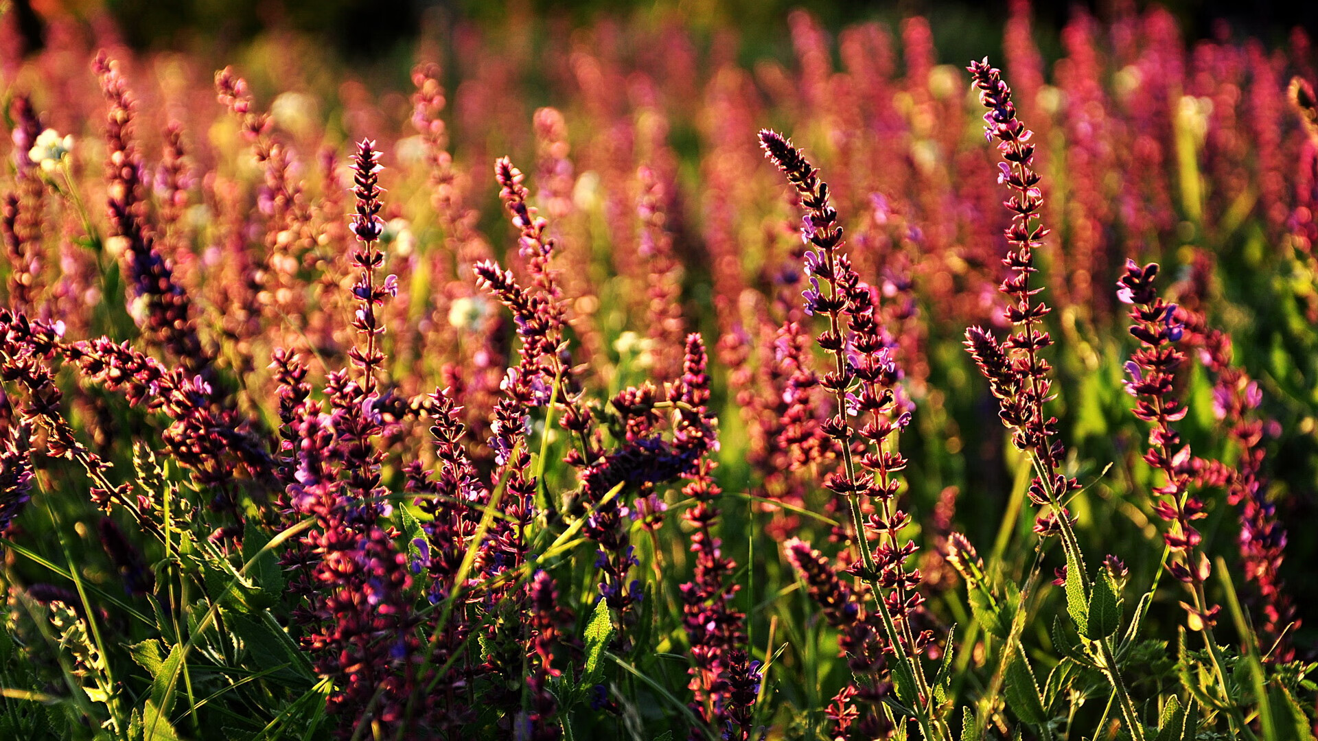 大学篮球教练员培训课程注重现代教学理念和方法，篮球教练员岗位培训教材