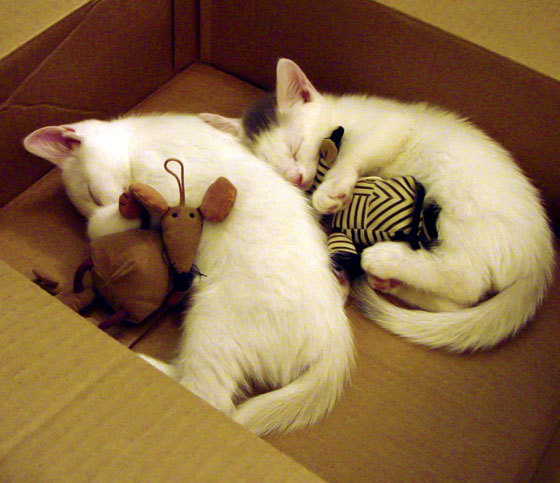 爱尔兰女子橄榄球队打破性别障碍，爱尔兰式橄榄球