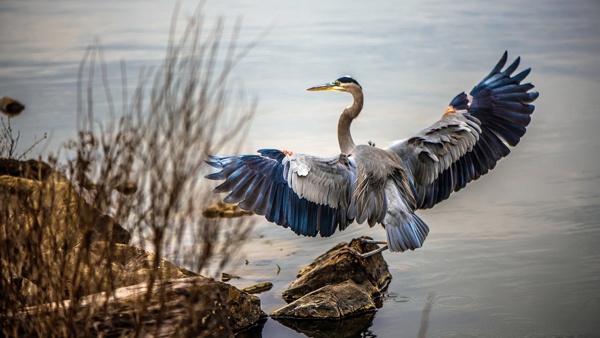 开云下载-美洲杯明星飙戏：个人能力直逼极限，美洲杯选手