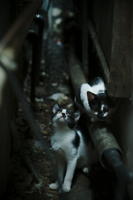 荷兰队在欧洲预赛中展现强大实力，荣誉在望