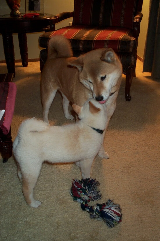 谷爱凌滑雪动作被评为国际A级水平，谷爱凌滑雪服