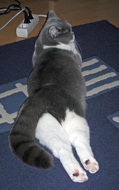 开云官网登录-达米恩·麦肯齐：全黑队的背后攻击利器，突破能力让对手防线溃不成军